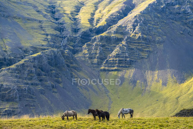 Schöne Islandpferde in wilder Natur in Island — Stockfoto