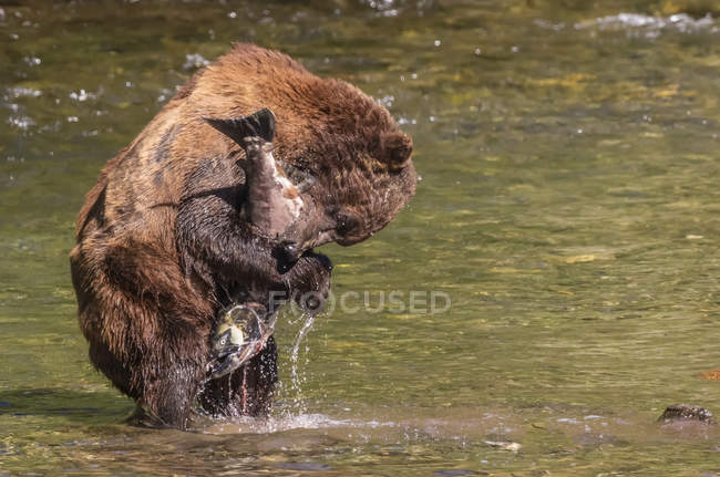 Grizzly bear fishing in river and holding fish — Stock Photo