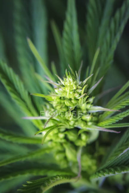Gros plan d'une jeune plante de cannabis mâle, fleurs et graines ; Marina, Californie, États-Unis d'Amérique — Photo de stock