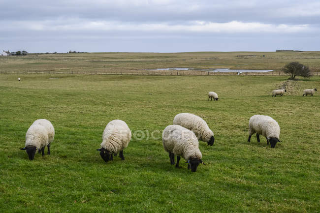 Ovejas de cara negra comiendo hierba en un campo, Holy Island, Northumberland, Inglaterra - foto de stock