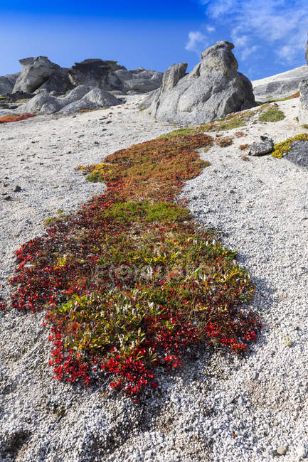 Formações rochosas ao longo do Kesugi Ridge Trail em Ermine Hill, Denali State Park, Alaska, elevam-se acima de um respingo de tundra exibindo cores de outono; Alaska, Estados Unidos da América — Fotografia de Stock