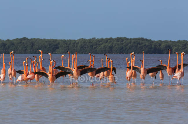 Flamencos Americanos de pie en el agua, Reserva de la Biosfera Celestún; Celestún, Yucatán, México - foto de stock