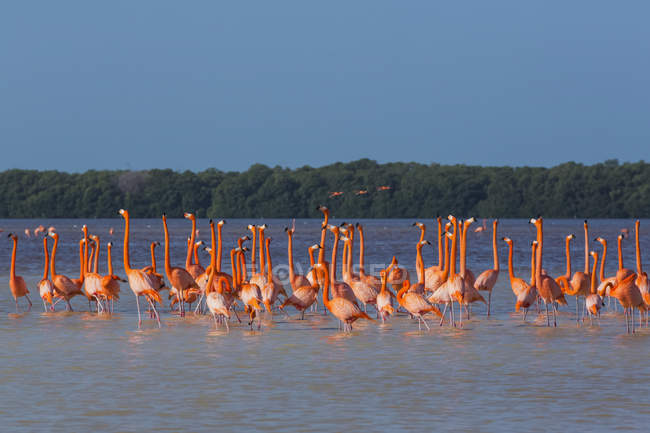 Amerikanische Flamingos watet gemeinsam im Wasser — Stockfoto