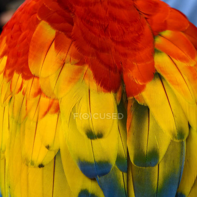 Vue rapprochée du plumage vibrant et coloré des oiseaux — Photo de stock