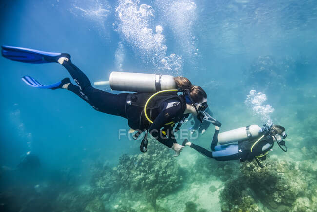 Plongées sous-marines dans le parc marin de Roatan, West End Wall site de plongée ; Roatan, Honduras — Photo de stock