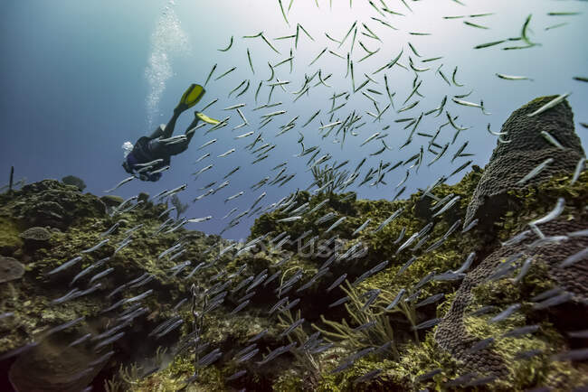 Подводный ныряльщик под водой на месте дайвинга Mary 's Place; Департамент островов залива, Гондурас — стоковое фото