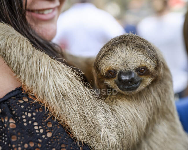 Donna con un bradipo mentre guarda la telecamera, French Cay, Sloth Sanctuary; Roatan, Bay Islands Department, Honduras — Foto stock