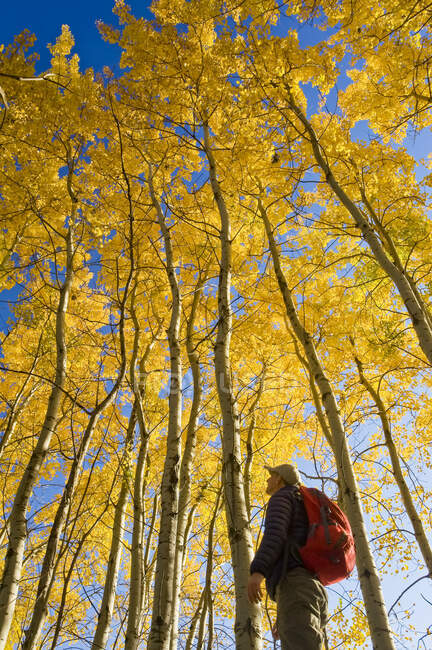 Escursionismo bird watching in autunno con fogliame dorato sugli alberi di pioppo tremulo, Birds Hill Provincial Park; Manitoba, Canada — Foto stock