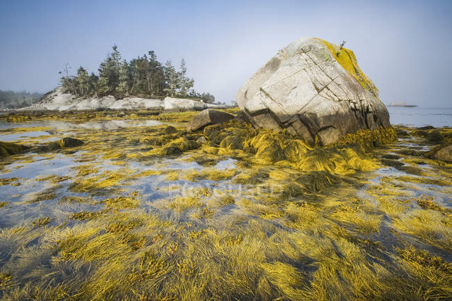 L'asclépiade le long de la côte atlantique, baie de Fundy, Blanche, Nouvelle-Écosse, Canada — Photo de stock