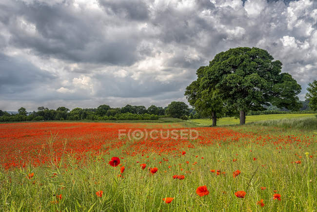 Маковое поле замка Эйдон в полном расцвете; Корбридж, Нортумберленд, Англия — стоковое фото