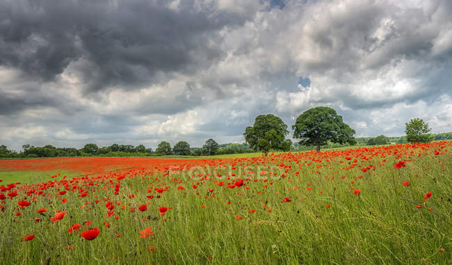 Aydon Castle poppy field in full bloom; Corbridge, Northumberland, England — Stock Photo