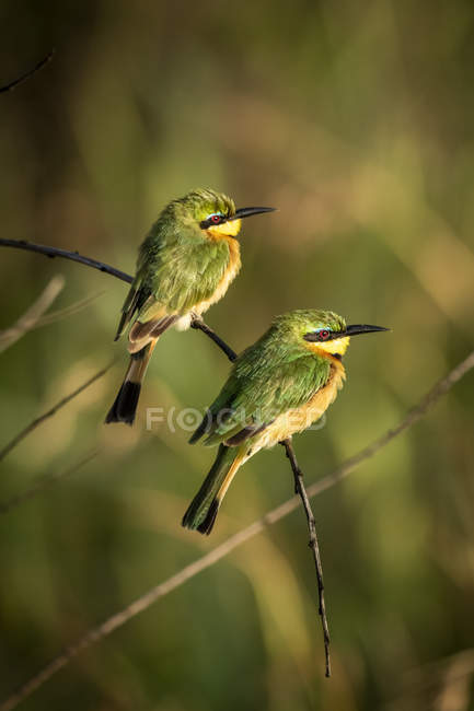 Two little bee-eaters perched on bent branch, blurred background — Stock Photo