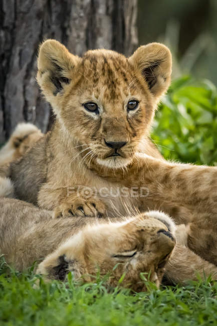 Filhotes de leão deitados na grama pela árvore — Fotografia de Stock