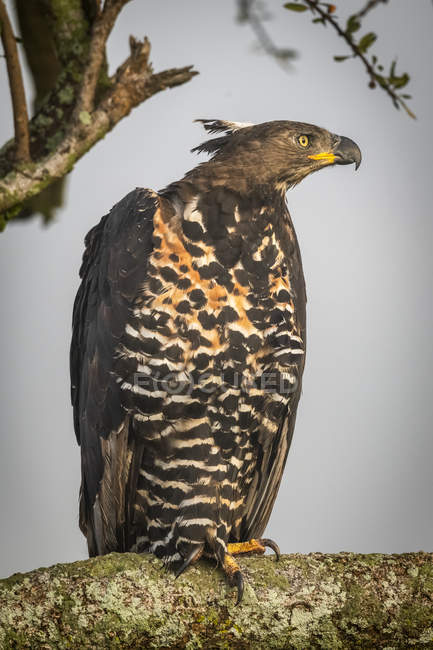 Aquila coronata africana sul ceppo contro il cielo — Foto stock