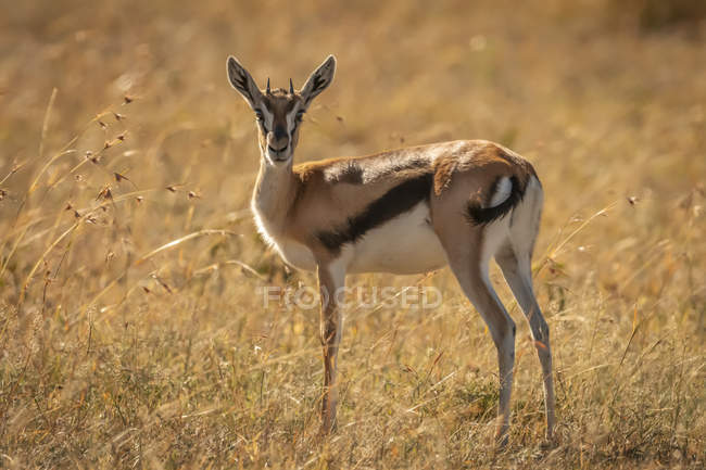 Jovem Thomsons gazelle (Eudorcas thomsonii) em câmera de observação de grama, Parque Nacional Serengeti; Tanzânia — Fotografia de Stock
