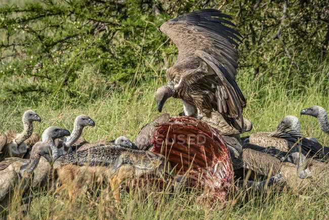 African white-backed vultures (Gyps africanus) feeding on buffalo kill, Serengeti National Park; Tanzania — Stock Photo