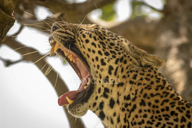 Scenic view of majestic leopard in wild nature — Stock Photo