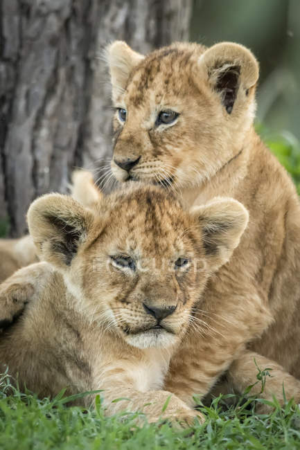 Vista da vicino dei cuccioli di leone che si divertono — Foto stock