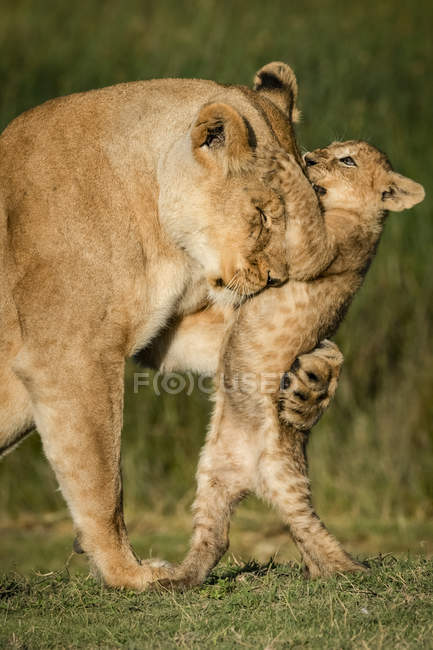 Close-up vista de leoa agarrando filhote em patas traseiras — Fotografia de Stock