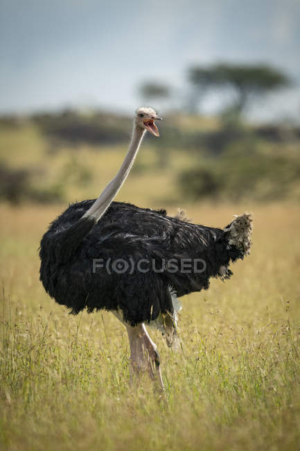 Мужской страус, стоящий в траве, Национальный парк Серенгети; Танзания — стоковое фото