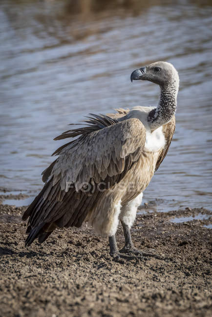 Ruppell grifone avvoltoio in piedi vicino a ruscello poco profondo — Foto stock