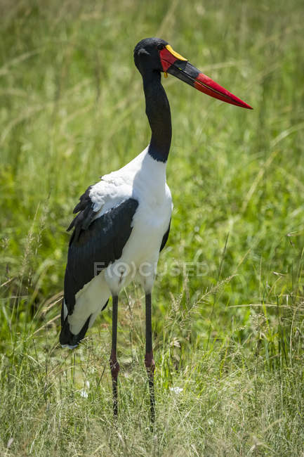 Saddle-billed stork in long grass facing right — Stock Photo