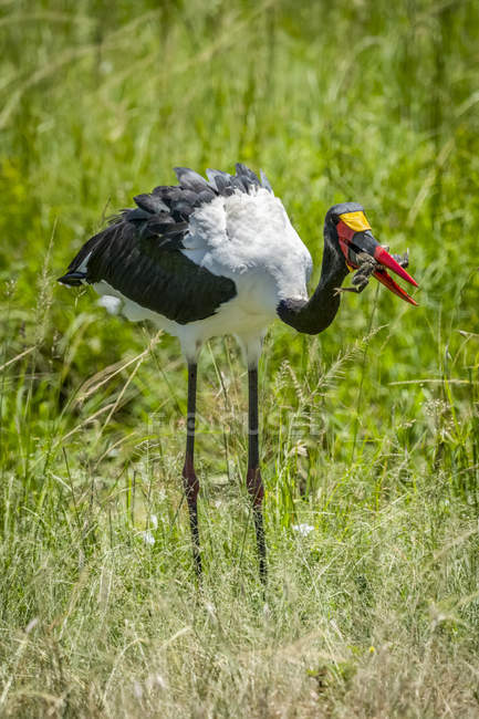 Saddle-billed stork standing with frog in beak — Stock Photo