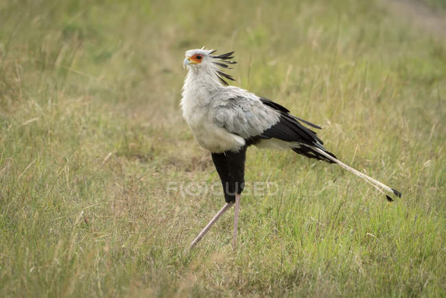 Uccello segretario o Sagittario serpentario che cammina attraverso l'erba rivolta a sinistra, Parco Nazionale del Serengeti, Tanzania — Foto stock