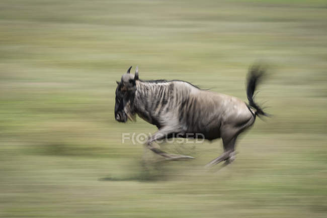 Vista panorâmica do majestoso gnu azul na natureza selvagem correndo em borrão — Fotografia de Stock