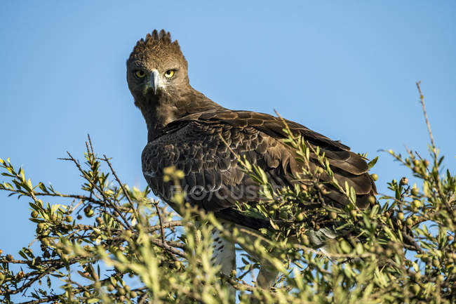 Kriegerischer Adler oder Polemaetus bellicosus, der aus Baumwipfeln in die Kamera starrt, Serengeti Nationalpark, Tansania — Stockfoto