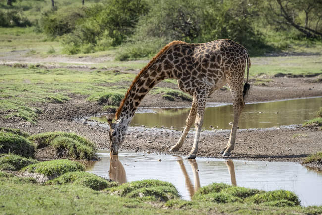 Scenic view of masai giraffe in wild nature preserve drinking water — Stock Photo