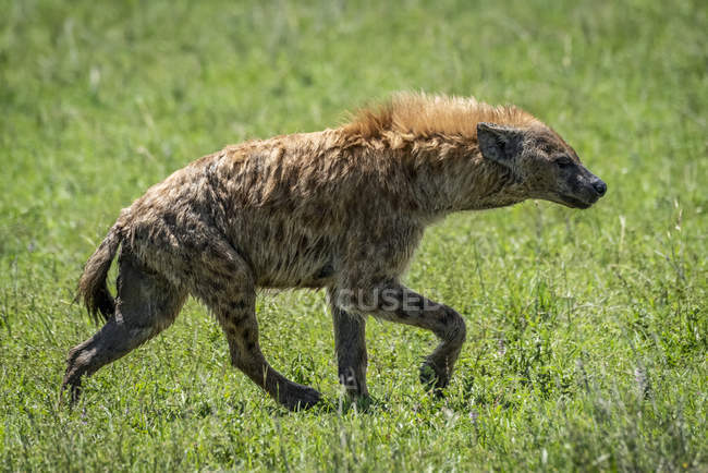 Spotted hyena (Crocuta crocuta) trotting across grass in profile, Serengeti National Park; Tanzania — Stock Photo
