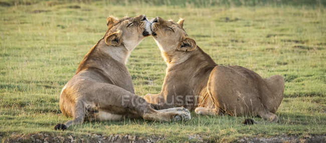 Duas leoas lambendo umas às outras na grama — Fotografia de Stock