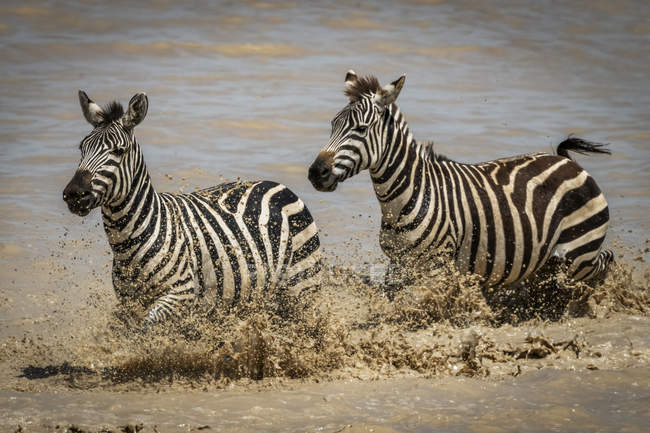 Two plains zebra trot through shallow lake at wild life — Stock Photo