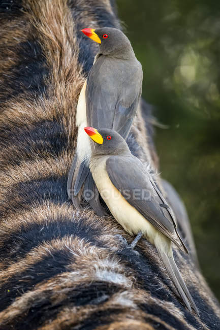 Dois pica-paus de bico amarelo agarrados à girafa Masai — Fotografia de Stock