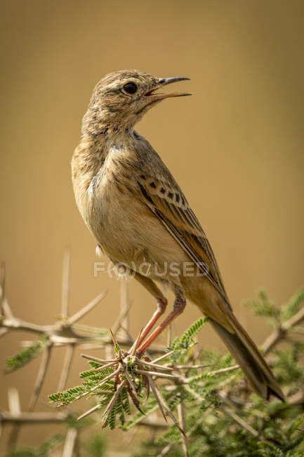 Grassland pipit on thorny branch turning head — Stock Photo