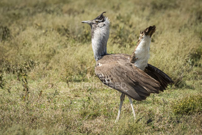 Kori bustard shows tail in mating display — Stock Photo