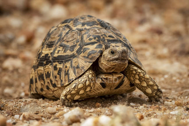 Leopardo tartaruga attraversa pista sterrata rivolto verso la fotocamera — Foto stock