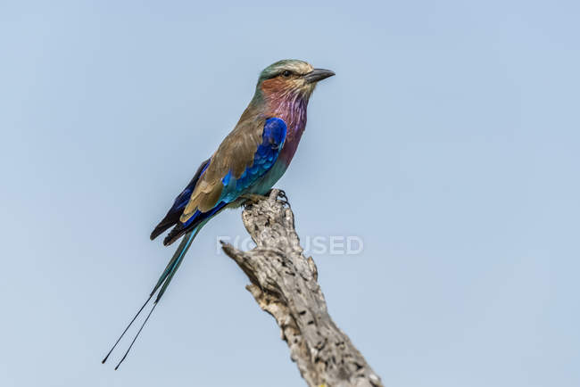 Lilac-breasted roller  in profile on dead branch — Stock Photo