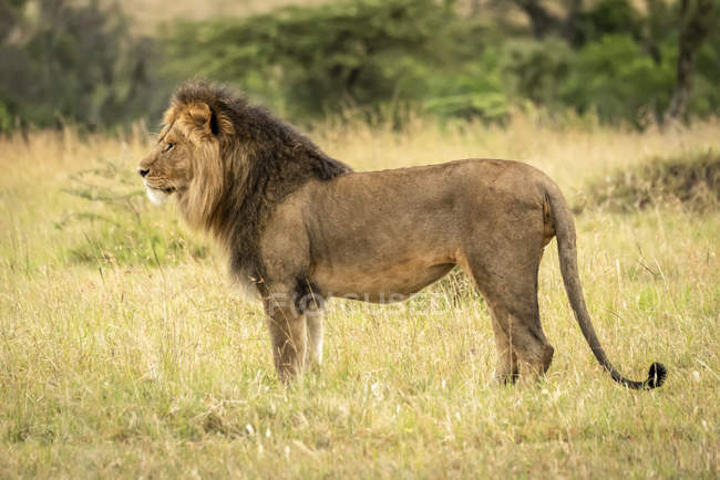 Leone maschio in piedi in erba di profilo, Parco Nazionale del Serengeti; Tanzania — Foto stock