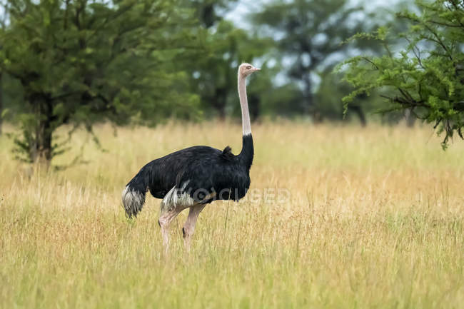 Avestruz macho em pé na grama, Parque Nacional Serengeti; Tanzânia — Fotografia de Stock