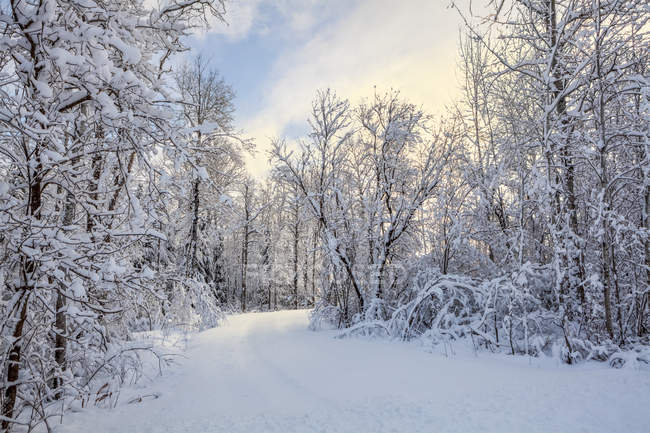 Snow-covered trees with pathway and blue sky; Thunder Bay, Ontario, Canada — Stock Photo