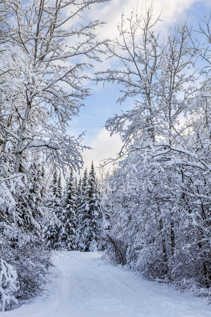 Snow-covered trees with pathway and blue sky; Thunder Bay, Ontario, Canada — Stock Photo