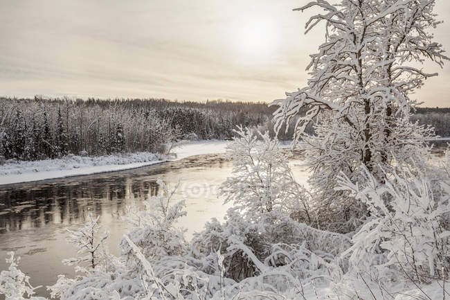Verschneite Bäume entlang des Flusses kam im Winter; Donner-Bucht, Ontario, Kanada — Stockfoto