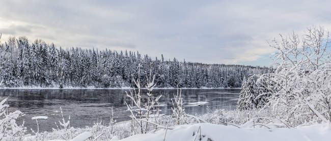 Snow-covered trees along Kam river in winter; Thunder Bay, Ontario, Canada — Stock Photo