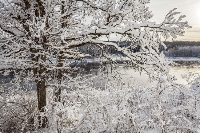 Árvores cobertas de neve ao longo do rio Kam no inverno; Thunder Bay, Ontário, Canadá — Fotografia de Stock
