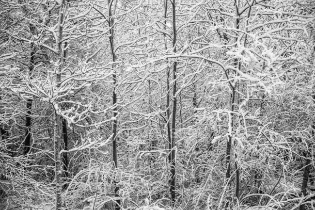 Aprile neve primaverile sugli alberi di Aspen lungo Parkers Brook, Bedford, Nuova Scozia, Canada — Foto stock