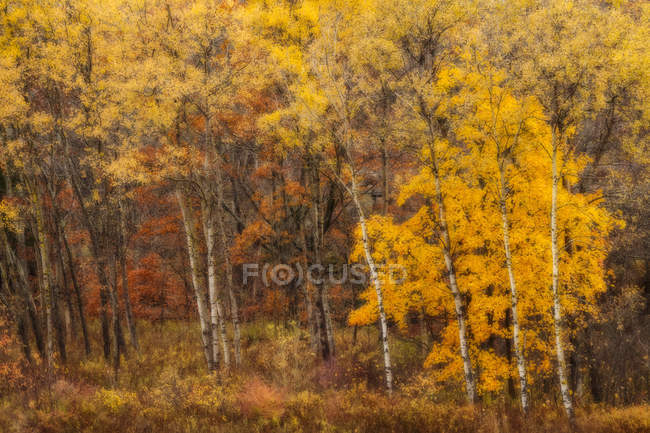 Herbstfarben am Ufer des kleinen sackville river; sackville lower, nova scotia, canada — Stockfoto