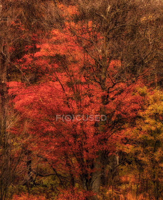 Colores de otoño a lo largo de las orillas del río Little Sackville; Baja Sackville, Nueva Escocia, Canadá - foto de stock