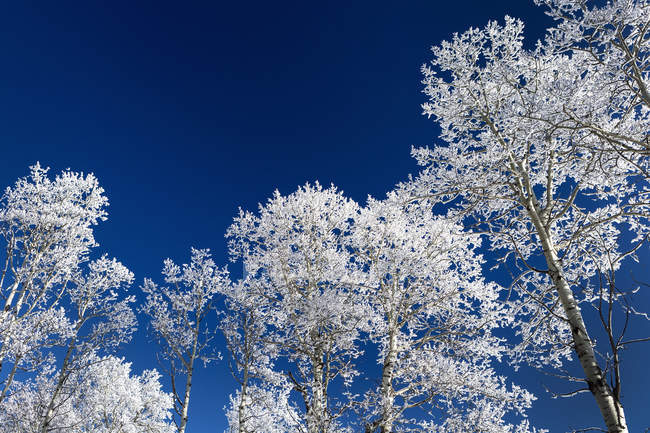 Замороженные деревья в Брэгг-Крик, Альберта, Канада — стоковое фото